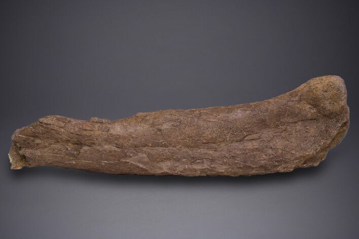 Partial Hadrosaur (Edmontosaurus) Leg Bone - Wyoming #313991